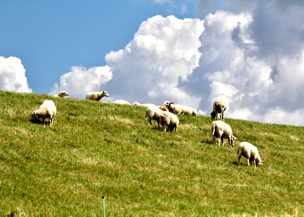 Schafe auf dem Elbdeich