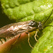 IMG 9994 Sawfly