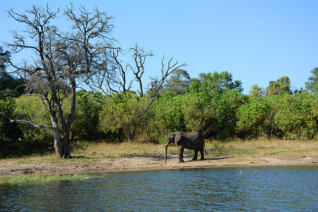 Botswana, Landscape with an Elephant