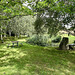 Pond Garden July 2025