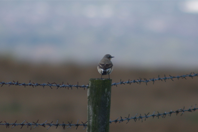 Wheatear2 cropped