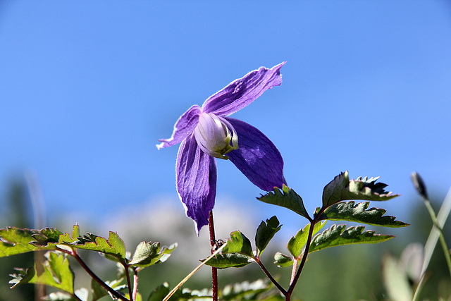 Alpen-Waldrebe