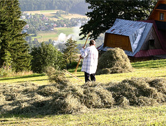 Sennerin bei der Heuernte