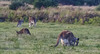 roos with big babies