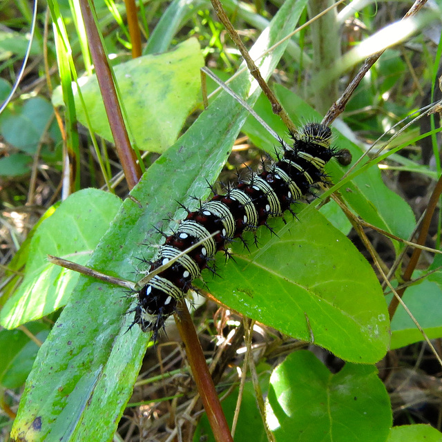 Caterpillar