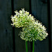 Allium