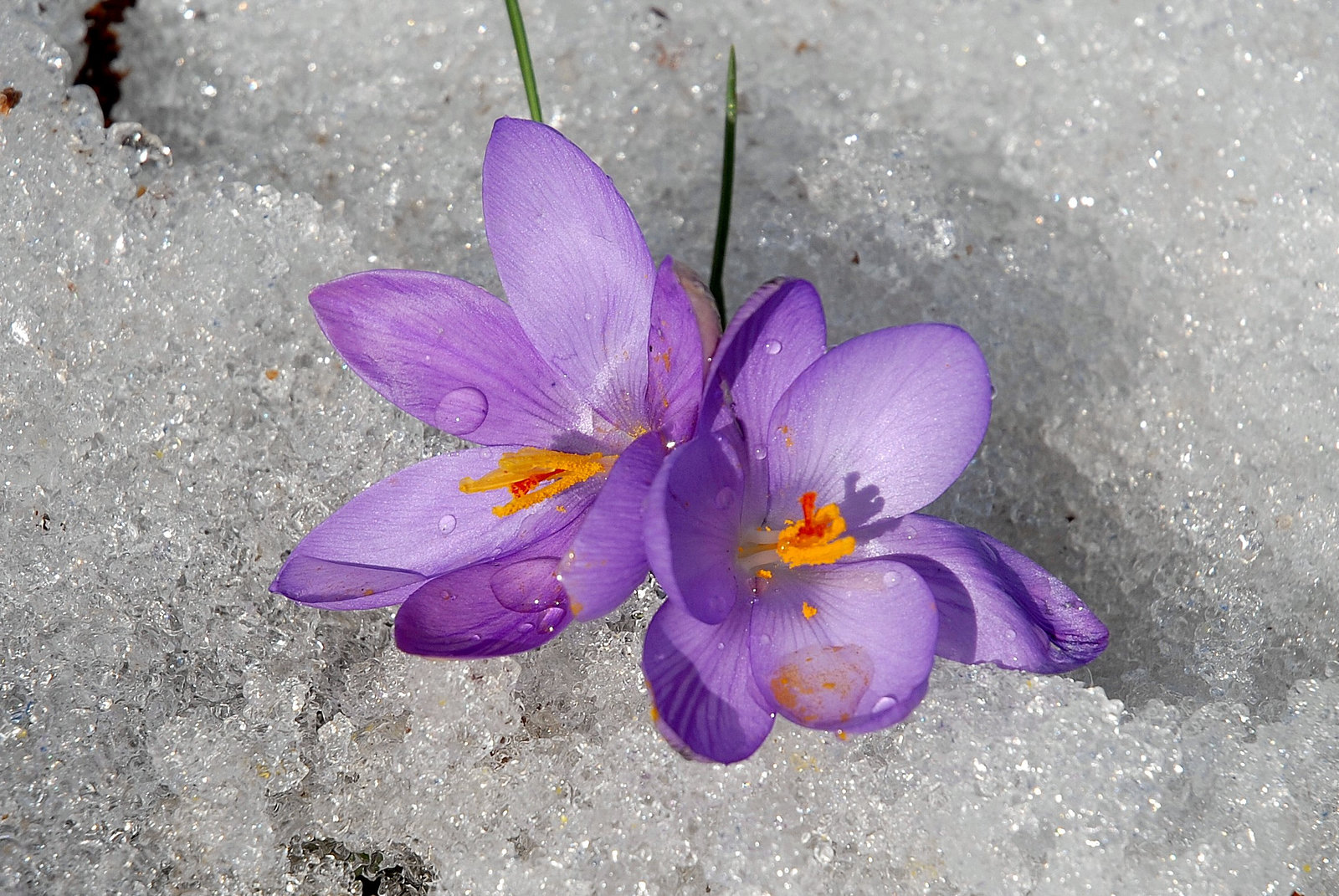 Crocus biflorus