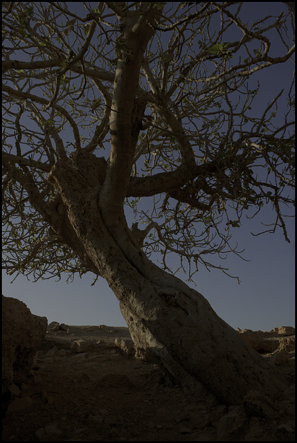 The fig tree