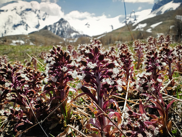 Petasites paradoxus, Asteraceae, Alpes FR