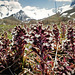Petasites paradoxus, Asteraceae, Alpes FR