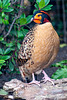 Collared partridge2