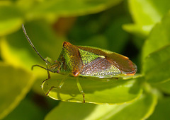 Hawthorn Shieldbug