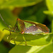 Hawthorn Shieldbug