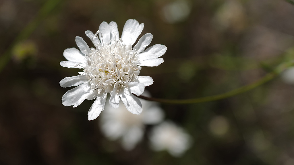 Pycnocomon rutifolium, Dipsacales