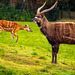 Sitatunga antelope