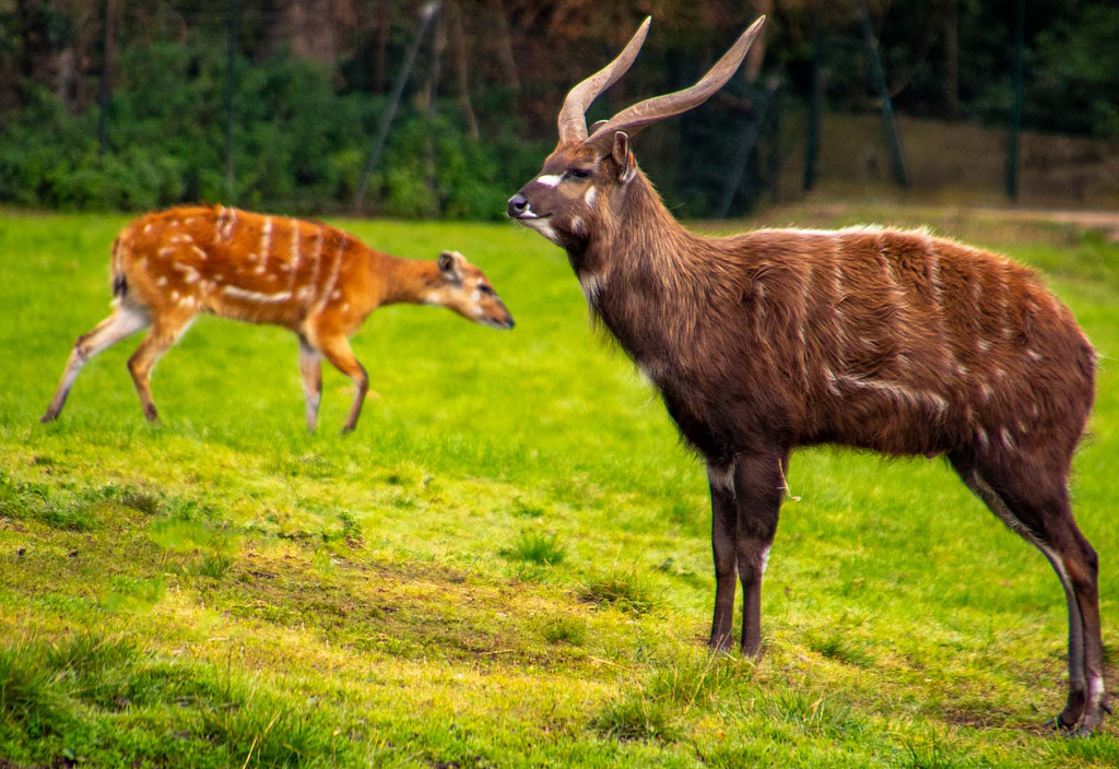 Sitatunga antelope