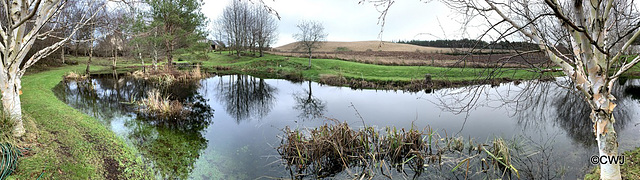 The pond is my giant mirror