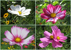 Cosmea