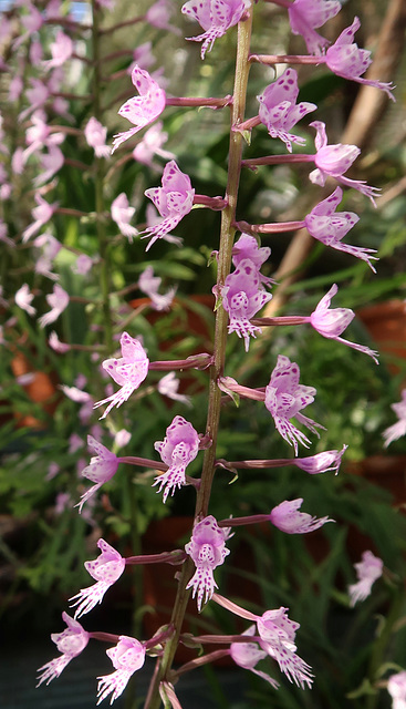 Stenoglottis longifolia