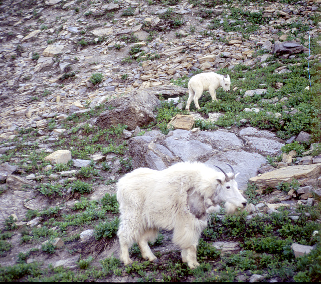 Mountain goats at Glacier