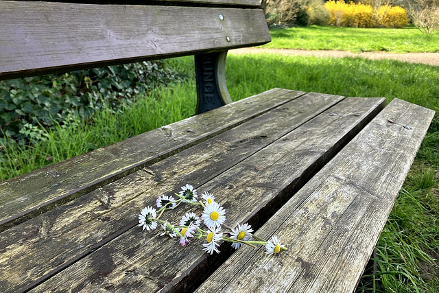 Daisy's Bench