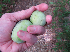 A couple of unripe pawpaws fell off the tree