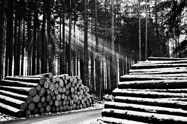 Holz ohne Hütte