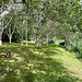 Pond Garden July 2025