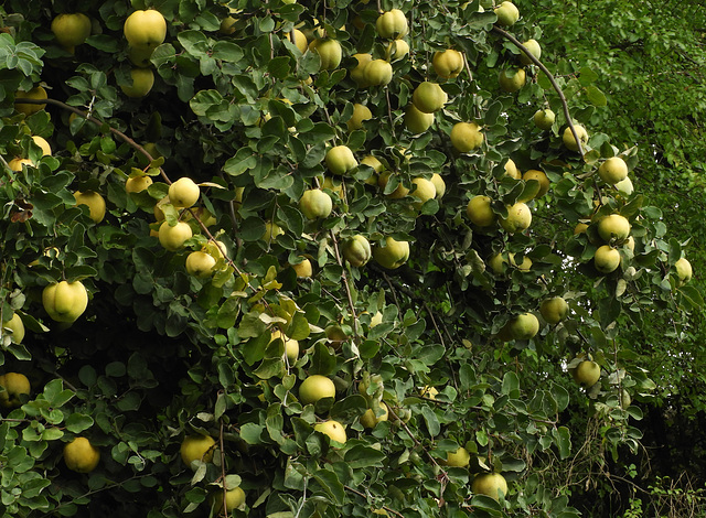 Apples (Hmm)