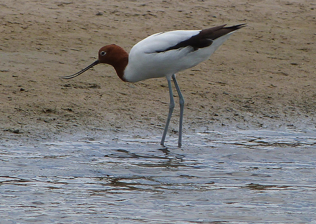 red necked avocet