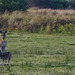 roos with big babies