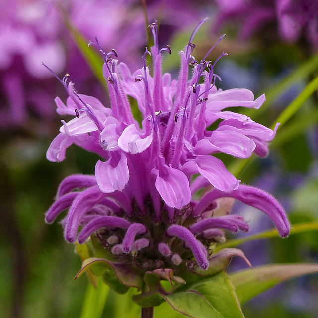 Wild Bergamot