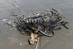 Cochayuyo