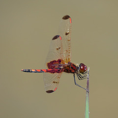 Red dragonfly - Sympetrum sp.