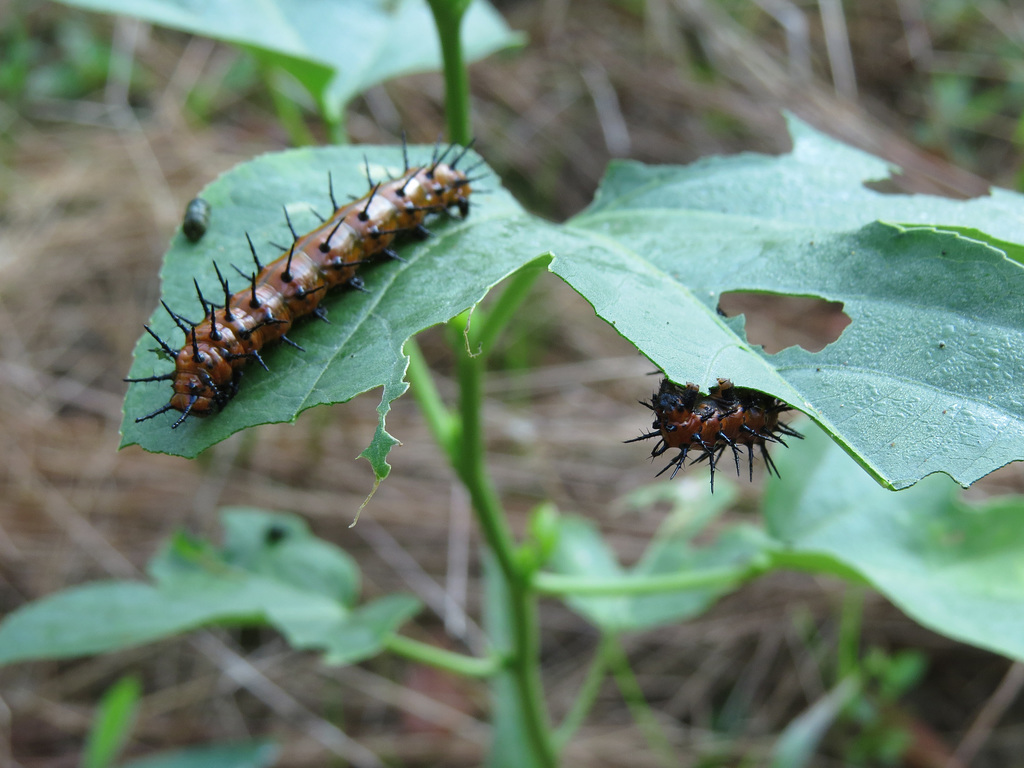 Gulf fritillary larvae