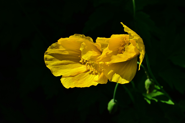 Yellow Poppy