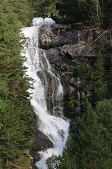 Flowing through the pines (Explored)