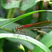 Damselfly I have not been able to identify.