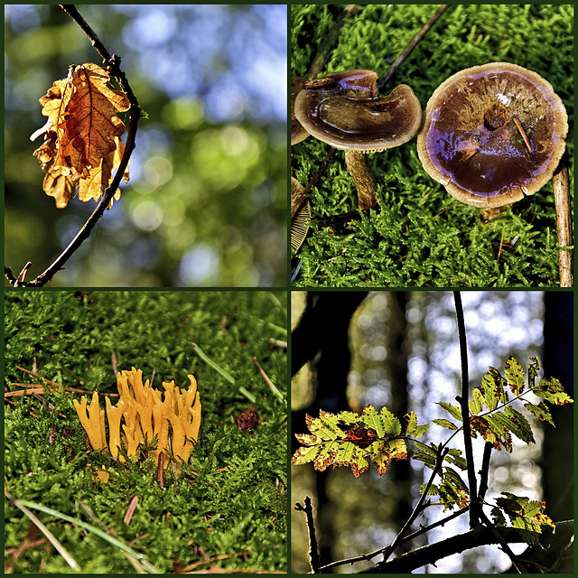 In Autumn Woodland