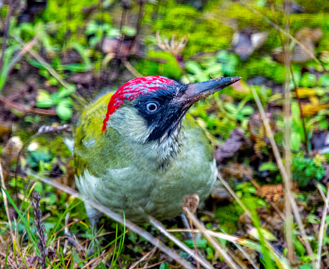 Green woodpecker