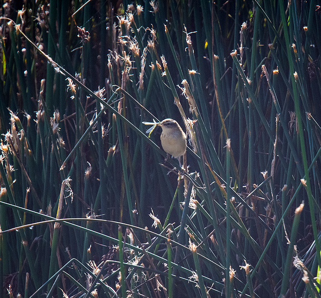 Reed warbler21