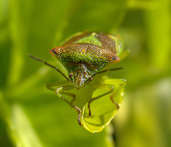 Hawthorn Shieldbug