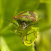 Hawthorn Shieldbug