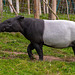 Tapir