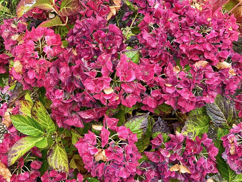 Hortensie im Herbst.   (PiP)