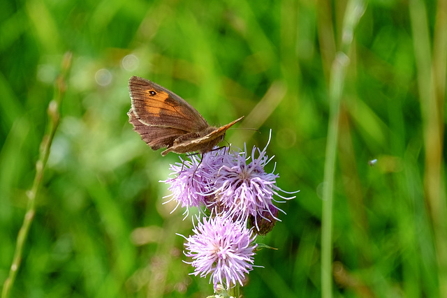 Meadow Brown Butterfly