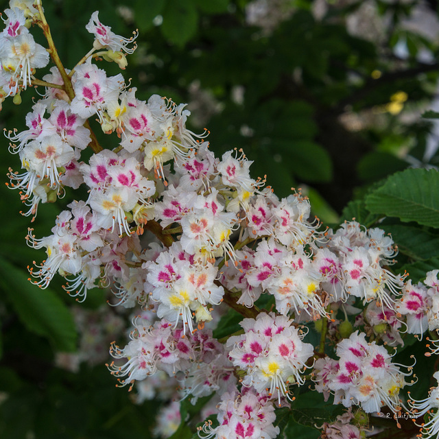 Kastanienblüte