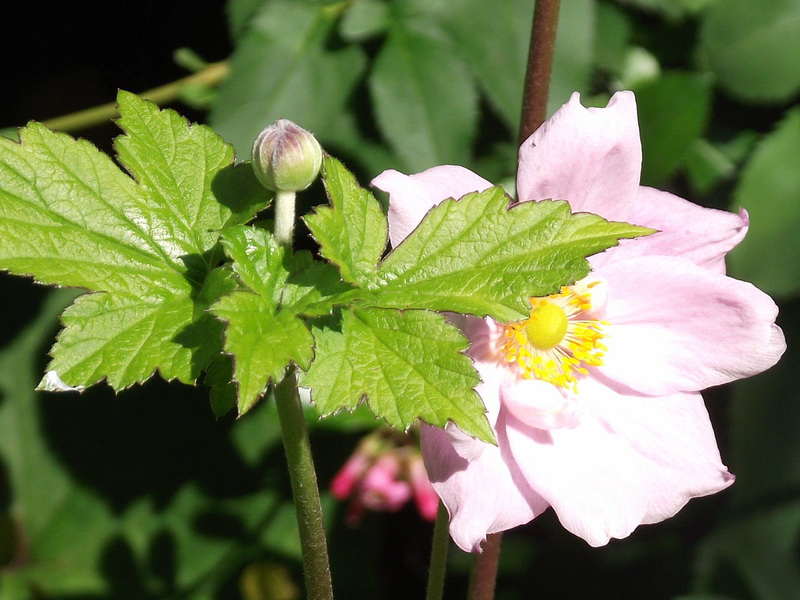 More of the anemone