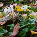 021 Herbststimmung im Naturgarten - Cylamen hederifolium