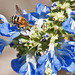 Bee collecting nectar